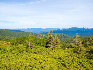 Obraz premium Mountain landscape with coniferous forest, bushes and beautiful sky. Carpathian valley near Hoverla in autumn sunny day.