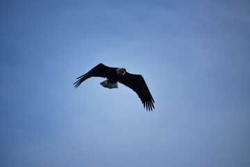 Bald eagle in flight
