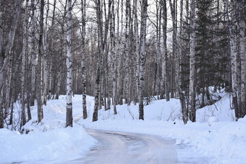 Winter forest