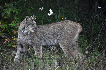 Naklejka na ściany i meble Lynx in the grass