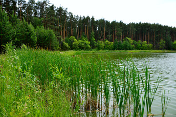 lake with green grass and reeds and pine forest line on background