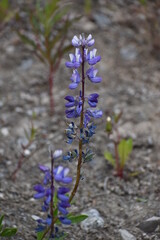 flowers in the woods