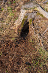 Tree stump with a animal sett