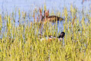 Shoveler in green reed by the waters edge