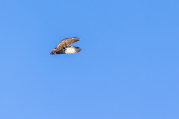 Osprey hovering at the blue sky