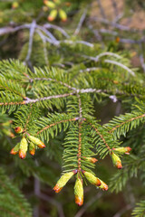 Spruce branches with new buds in spring