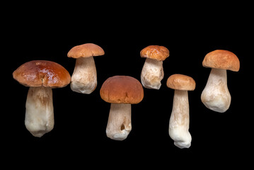 group of harvested boletus mushrooms on dark surface