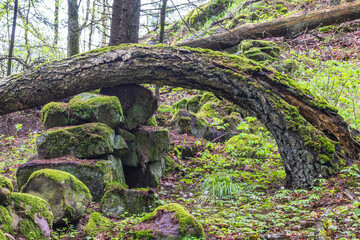 Mossy stone wall with a fallen tree in woodland