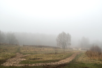 Lone tree silhouettes in the autumn field in thick morning fog