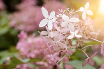 Hydrangea pink flowers at sunlight close-up blurred floral background
