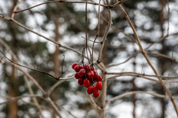 close-up still life on the snow in the forest 