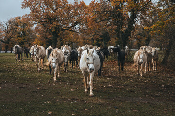 Fototapeta premium Lipizzan horses