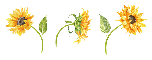 Watercolor sunflowers illustration set. Yellow summer flowers, Floral elements, Wildflowers.