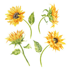 Fototapeta na wymiar Watercolor sunflowers illustration set. Yellow summer flowers, Floral elements, Wildflowers.