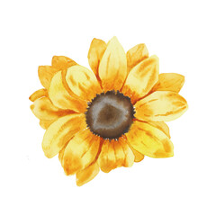Watercolor sunflowers illustration. Yellow summer flowers, Floral elements, Wildflowers. 