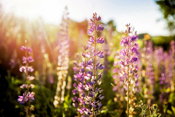 Obraz premium Sunset on a field covered with flowering lupines on summer day.