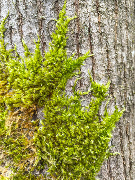 Cypress-leaved plaitmoss