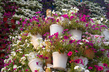 Beautiful flower in winter season 