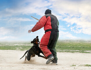 training of dobermann pinscher