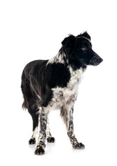  border collie in studio