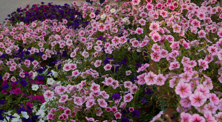 Beautiful flower in winter season 