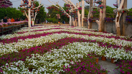 Beautiful flower in winter season 