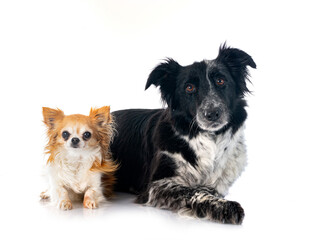  border collie and chihuahua in studio