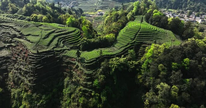 Aerial view of spring green tea field in the mountain, farmers picking tea bud in the mist  terrace at sichuan China