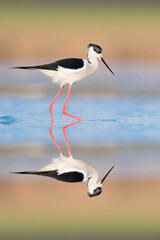 All the elegance of Black winged stilt, fine art portrait at sunrise (Himantopus himantopus)