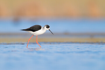 Fine art portrait of Black winged stilt at sunrise (Himantopus himantopus)