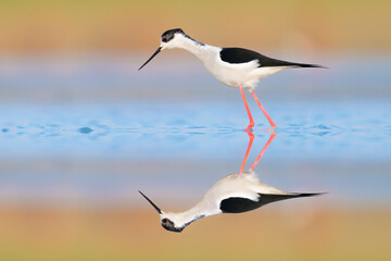 Sunrise in the wetlands, the wonderful Black winged stilt at mirror (Himantopus himantopus)