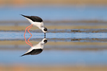 Fishing at sunrise, the Black winged stilt (Himantopus himantopus)