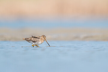 The wonderful common snipe looking for food in the wetlands (Gallinago gallingo)