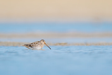The common snipe in summer season (Gallinago gallinago)