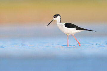 Immersed in the colors of sunrise, the Black winged stilt male (Himantopus himantopus) - 494632299