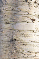Natural birch background. White birch bark.