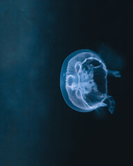 Jellyfish