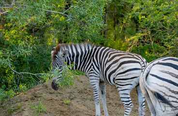 Fototapeta na wymiar Zebra im Naturreservat Hluhluwe Nationalpark Südafrika