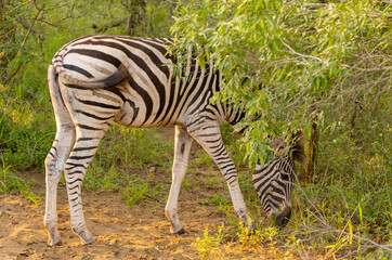 Fototapeta na wymiar Zebra im Naturreservat Hluhluwe Nationalpark Südafrika