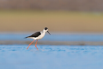 Black winged stilt male looking for food in the wetlands (Himantopus himantopus)