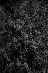 Fototapeta na wymiar Monotone pattern leaf, black and white