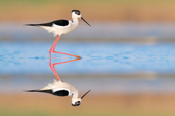 Sunrise in the wetlands, fine art portrait of Black winged stilt at mirror (Himantopus himantopus)