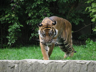 tygrys na wybiegu