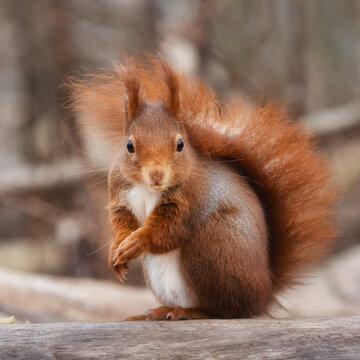 Cute inquisitive red squirrel sitting on a tree log in the forest
