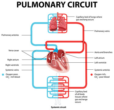 Diagram showing pulmonary circuit
