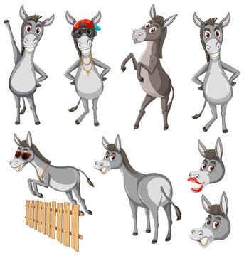 Donkey in different actions