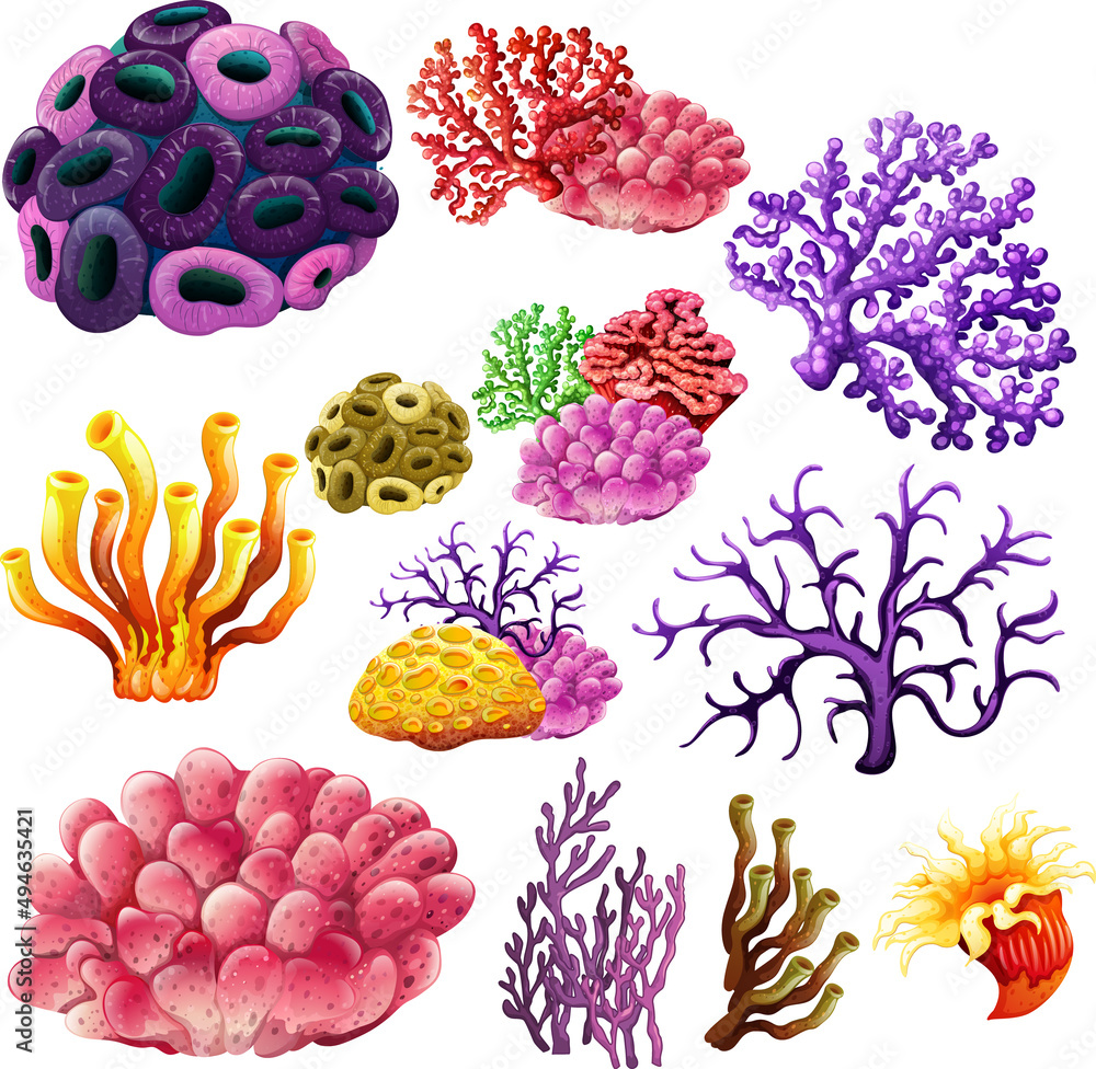 Canvas Prints different types of reef