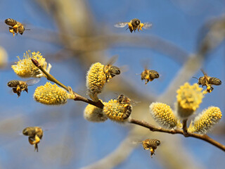 honey bees colleting pollen on blooming yellow catkins on pussy willow, close up pollination by Apis mellifera in spring