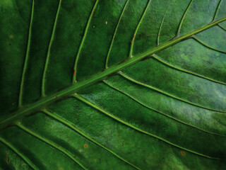 green leaf texture