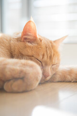 cute cat staying in front of the window